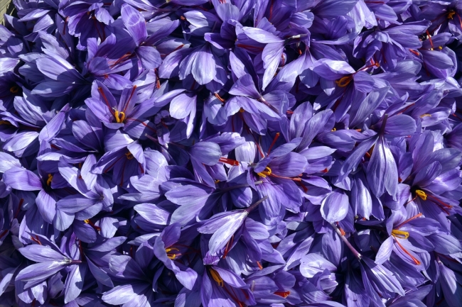 Safranda bu yıl hasat erken başladı